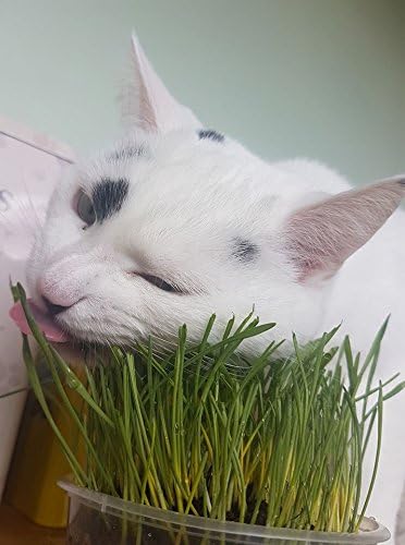 Grow & Enjoy: The Ultimate 4 Pack Cat Grass Kit for Happy, Healthy Cats! 🐾🌱