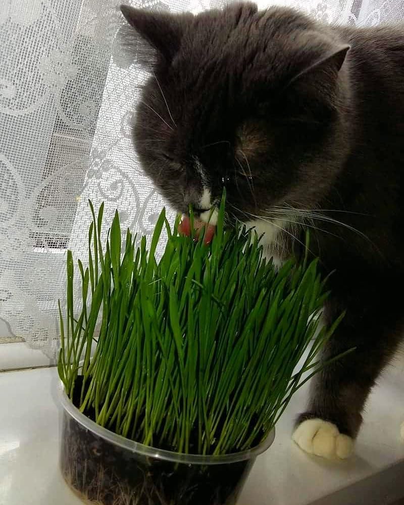 Grow & Enjoy: The Ultimate 4 Pack Cat Grass Kit for Happy, Healthy Cats! 🐾🌱