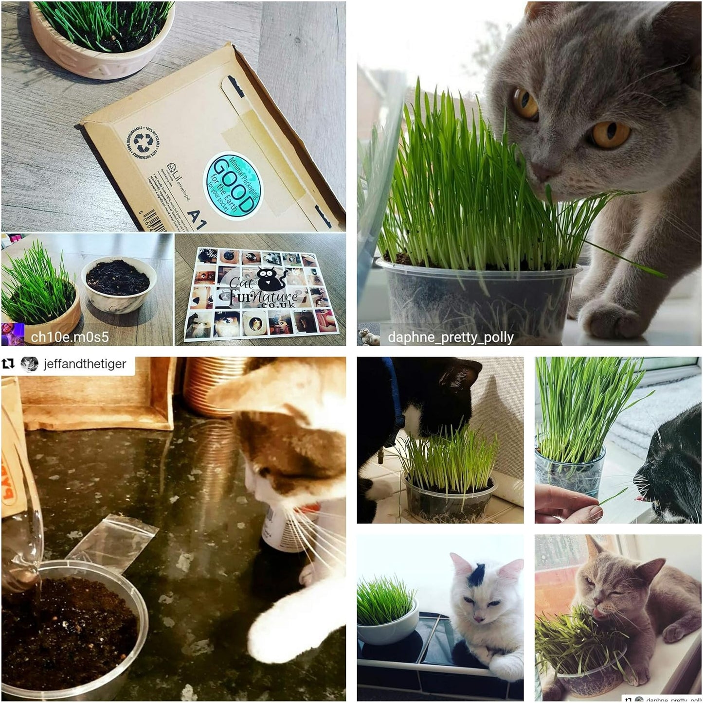 Grow & Enjoy: The Ultimate 4 Pack Cat Grass Kit for Happy, Healthy Cats! 🐾🌱