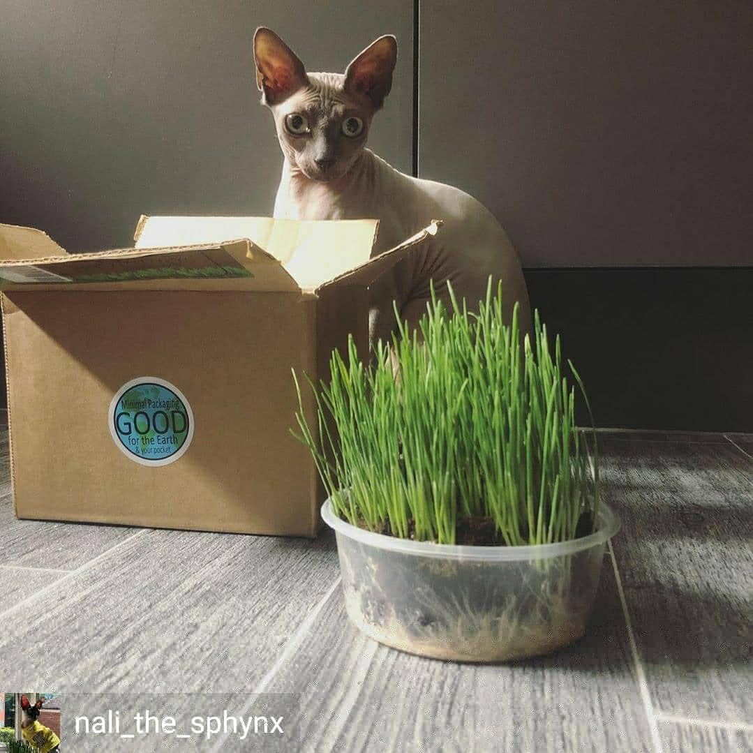Grow & Enjoy: The Ultimate 4 Pack Cat Grass Kit for Happy, Healthy Cats! 🐾🌱