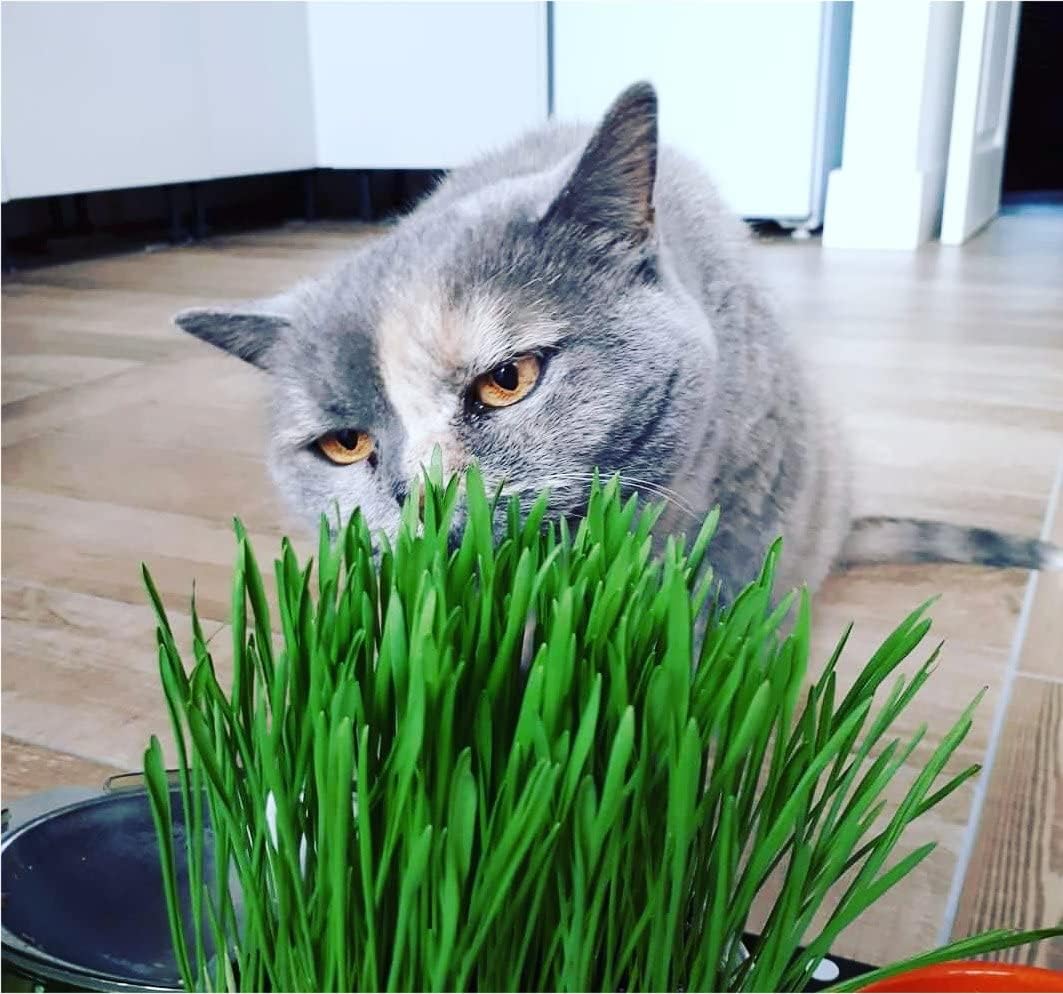 Grow & Enjoy: The Ultimate 4 Pack Cat Grass Kit for Happy, Healthy Cats! 🐾🌱