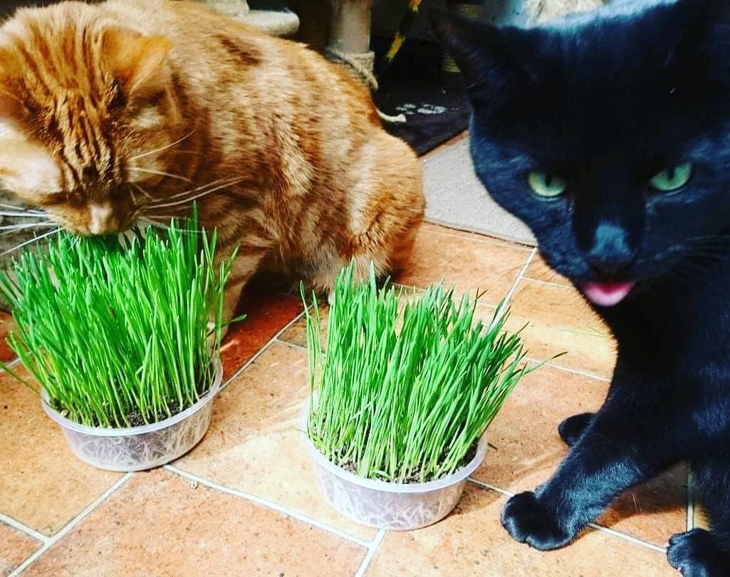 Grow & Enjoy: The Ultimate 4 Pack Cat Grass Kit for Happy, Healthy Cats! 🐾🌱