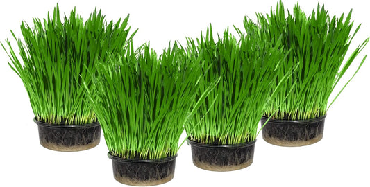 Grow & Enjoy: The Ultimate 4 Pack Cat Grass Kit for Happy, Healthy Cats! 🐾🌱
