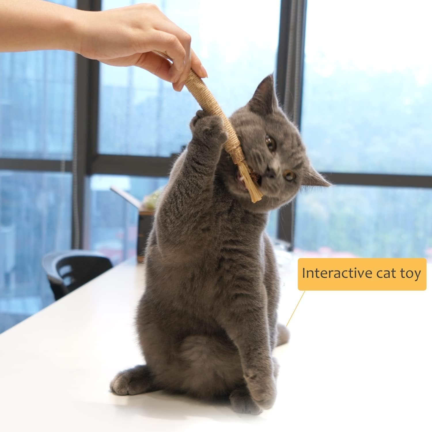 Get 6 Packs of  Natural Matatabi Silvervine Chew Sticks! Perfect for indoor kittens to ease teething and stress while keeping their teeth clean! 🐾💖 #CatToys #KittenCare #HappyKitties
