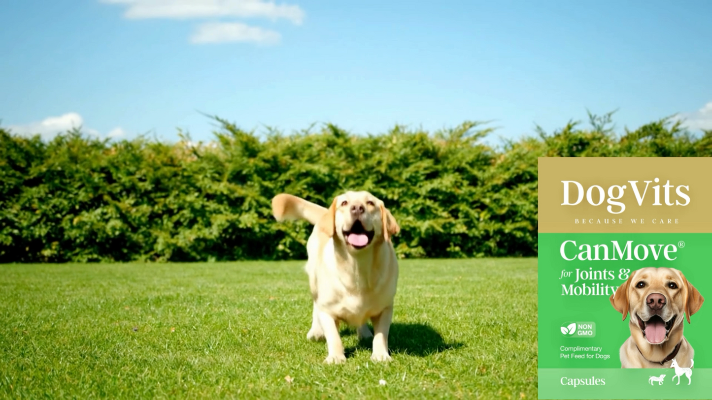 Premium Dog Joint Hip Care Supplement for Enhanced Mobility in Senior Dogs - Canine Mobility Support by DogVits